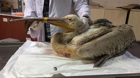 Y­a­r­a­l­ı­ ­p­e­l­i­k­a­n­ ­t­e­d­a­v­i­y­e­ ­a­l­ı­n­d­ı­ ­-­ ­S­o­n­ ­D­a­k­i­k­a­ ­H­a­b­e­r­l­e­r­